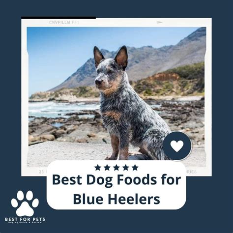 Best dog food for blue heelers - Source bestforpets.org Welcome, fellow dog lovers! If you have a Blue Heeler, you know that these energetic and intelligent dogs require the best nutrition to keep up with their demanding lifestyle. Finding the right dog food for your Blue Heeler can be overwhelming, considering the numerous options available in the…